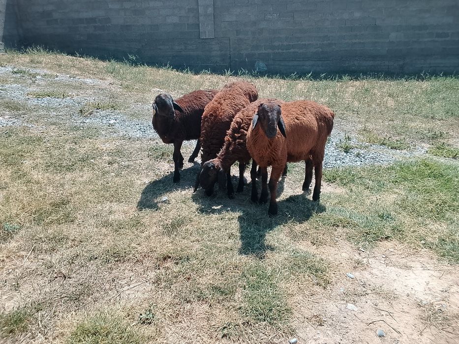 Продам продам продам