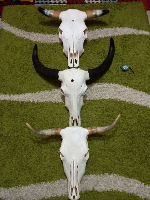 Obiecte de Colecție