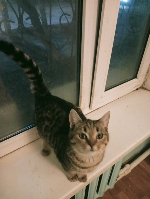 Отдам котенка в добрые руки