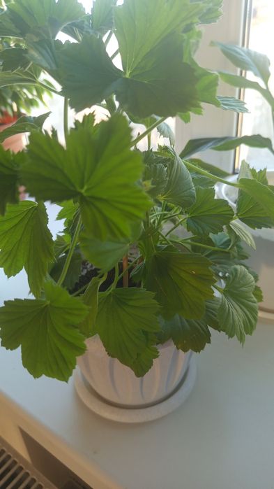 Продам комнатные растения