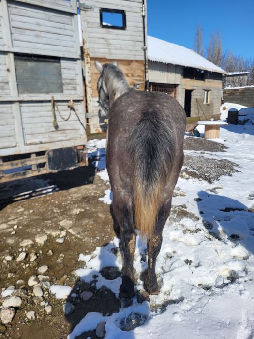 Айгыр сатылады кокпар