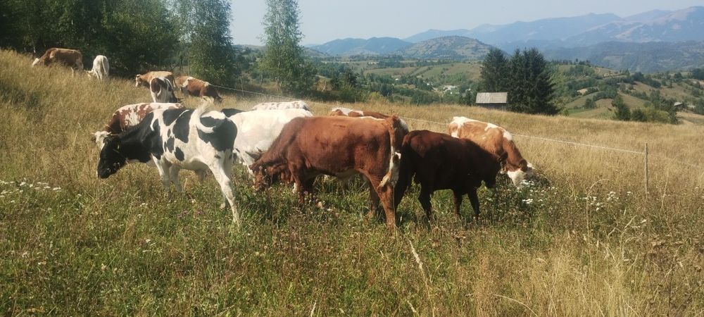 Disponibili tăurași