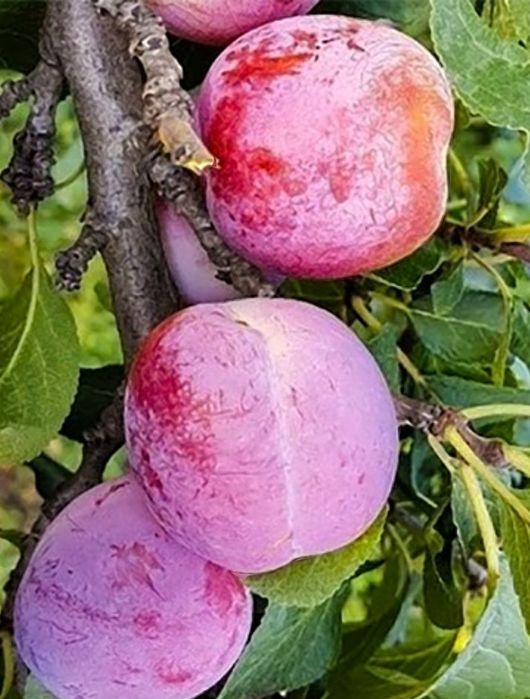 Prun (Soiul Fortune )