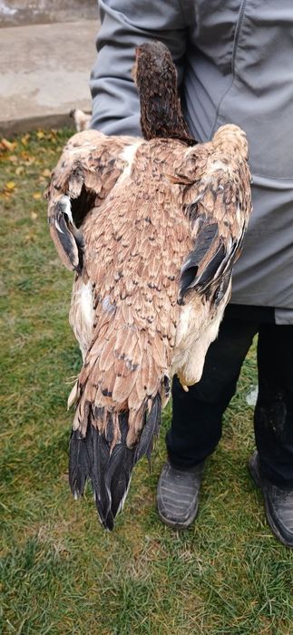 Dakan tovu sotlad Toshenda