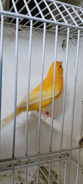 Canari pui și adulți de vânzare