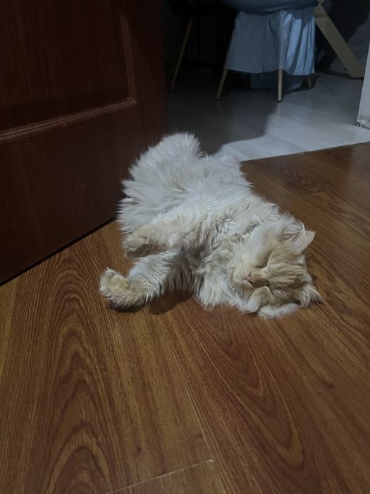 Продам кошку породную