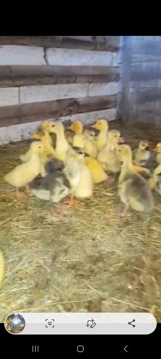 Ouă de bibilică pentru incubat și mâncare și boboci de gâscă de o săptămână de vândut