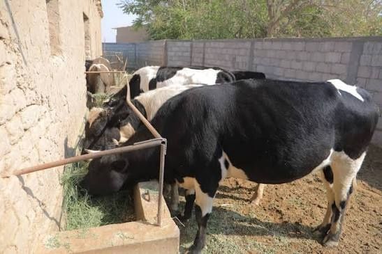 Zotli Sigirlar kelilgan narxlarda sotiladi qo'shimcha ma'lumot telda