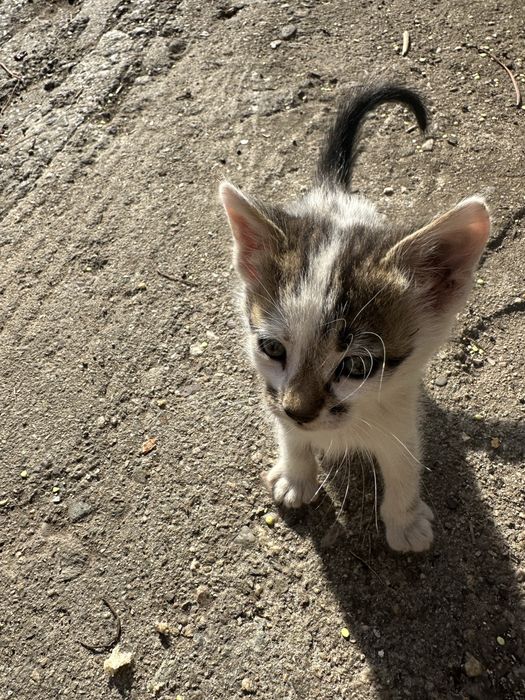Подарявам котенца САМО ЛИЧНО ПРЕДАВАНЕ