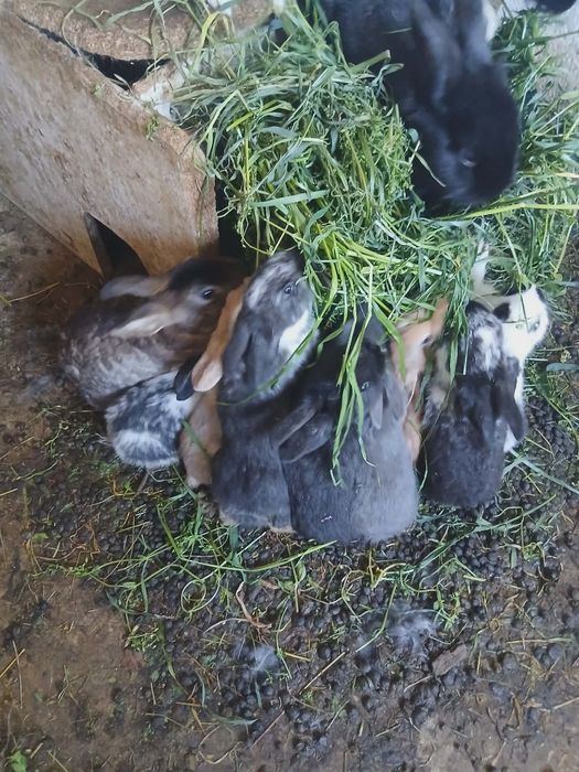 Iepurași de vânzare