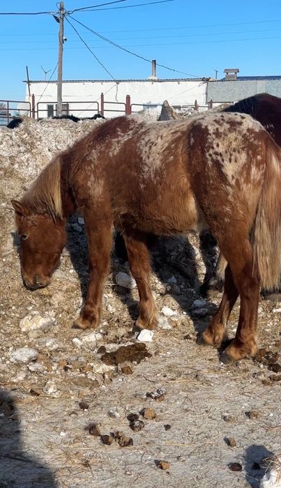 2 Кунандар  1 Тай Шубар