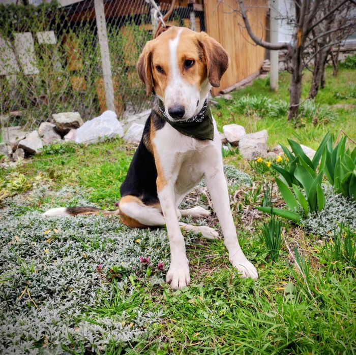 Подарявам мъжко куче