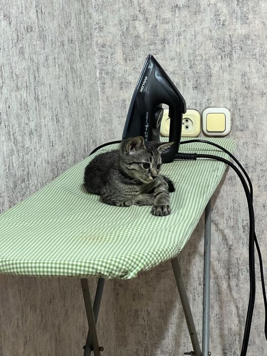 Котёнок-мальчик ищет любящий дом
