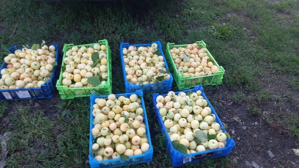 Продам яблоки садовые