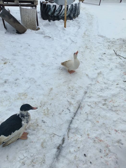 Продам индоуток .