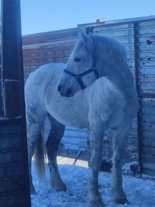 Продается мощный Айгыр