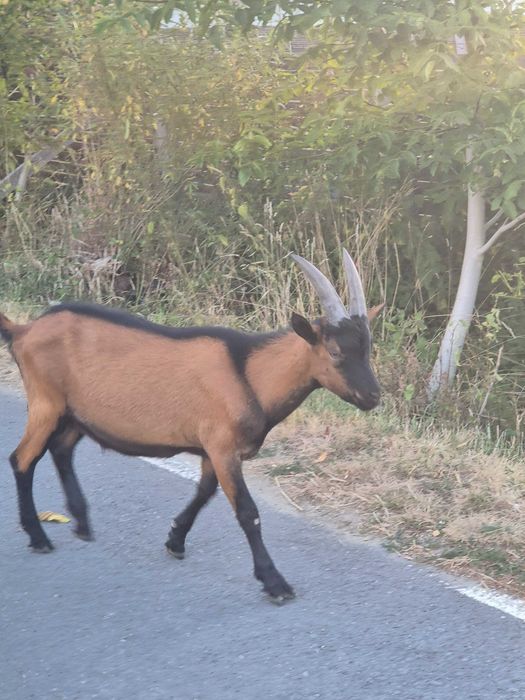 Țapuc Alpin Fracez