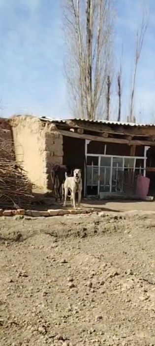 Продаётся Кангал алабай