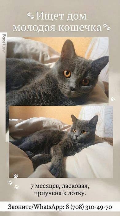 Отдам бесплатно кошечку породистую