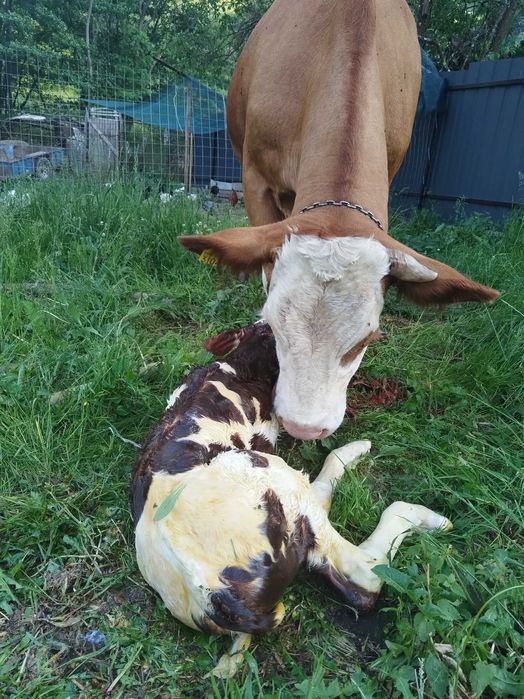 Vaca de vanzare cu vițea