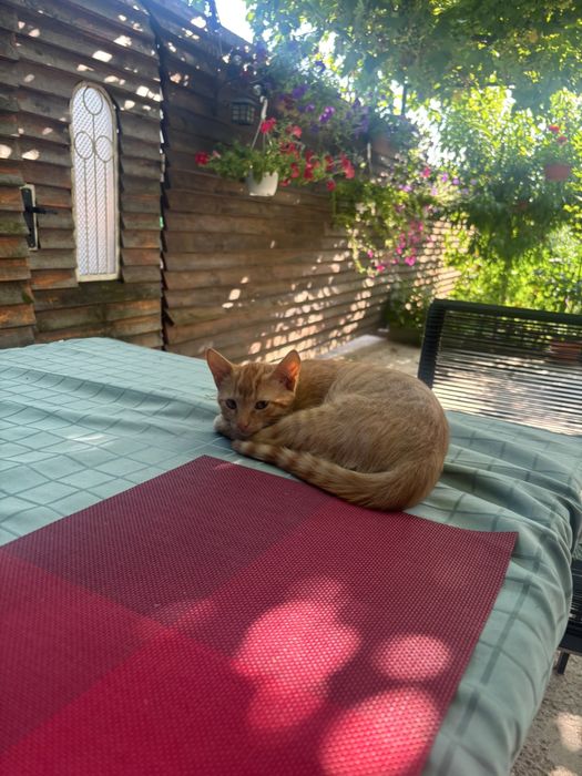 Подарявам две котета