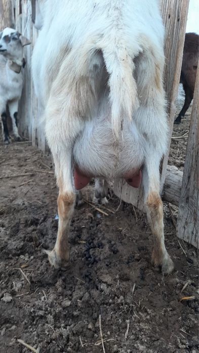 Заненский пародалы сауынды ешкі