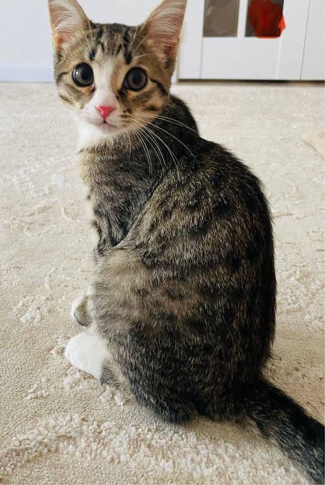 Кошка, папа британец