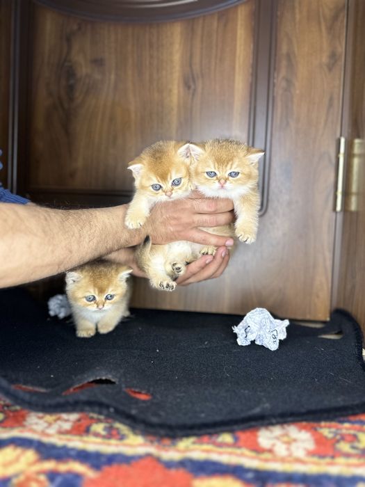 Золотая шиншила