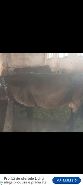 Junincă Bruna de maramures