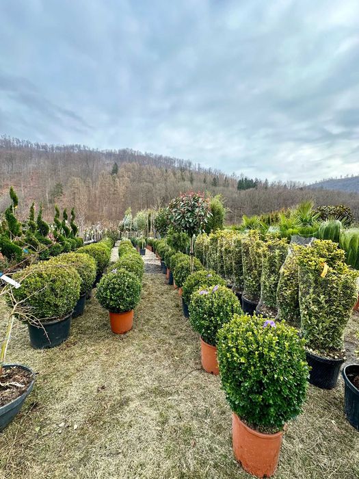 Plante de Pepinieră pentru Curte – Servicii de Montaj Inclus