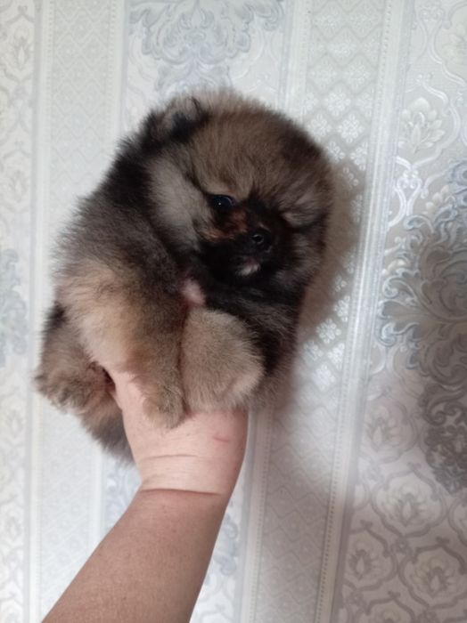 Продам щенков шпица