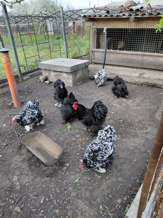 Gaini cochinchina urias  bobat pe negru