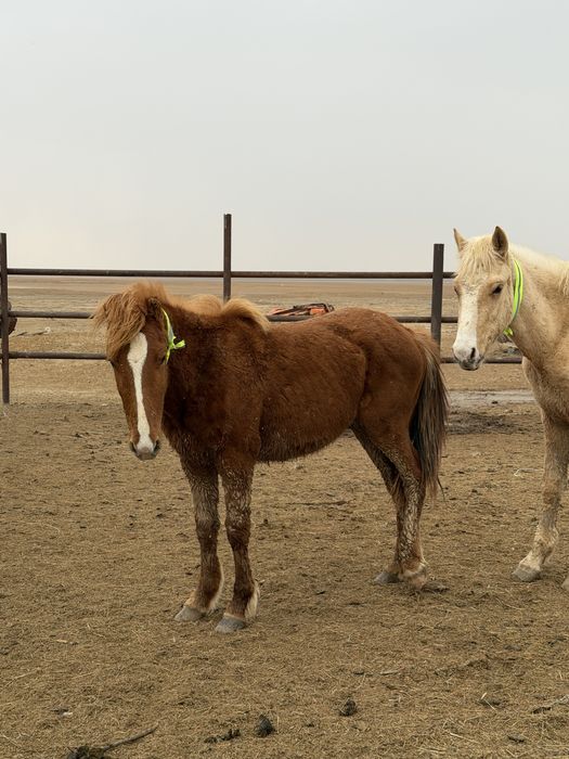 Тай лар сатылады 2025