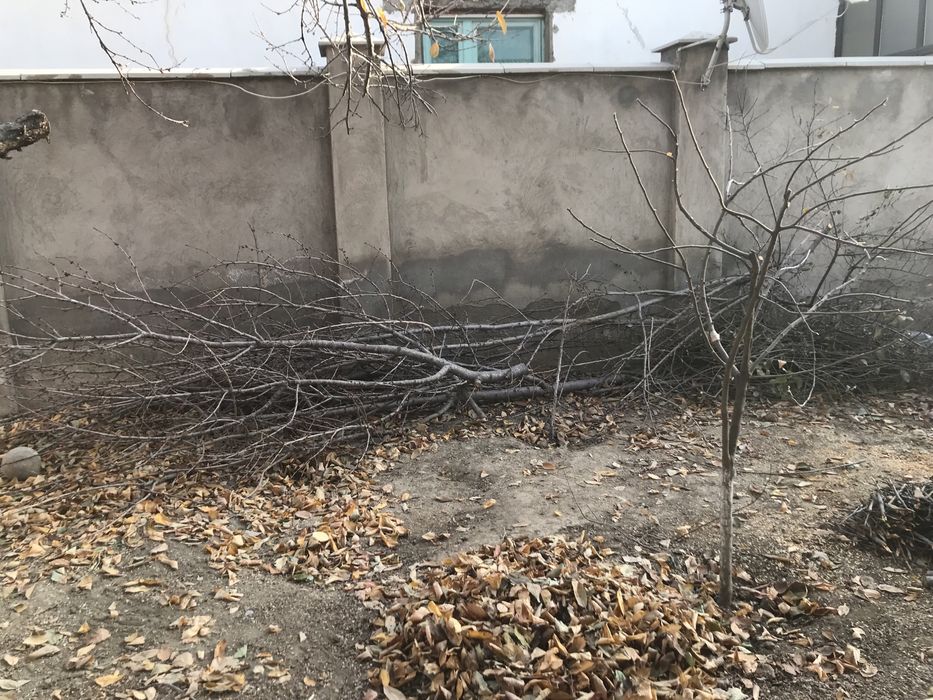 Отын лес ағаш самовызов