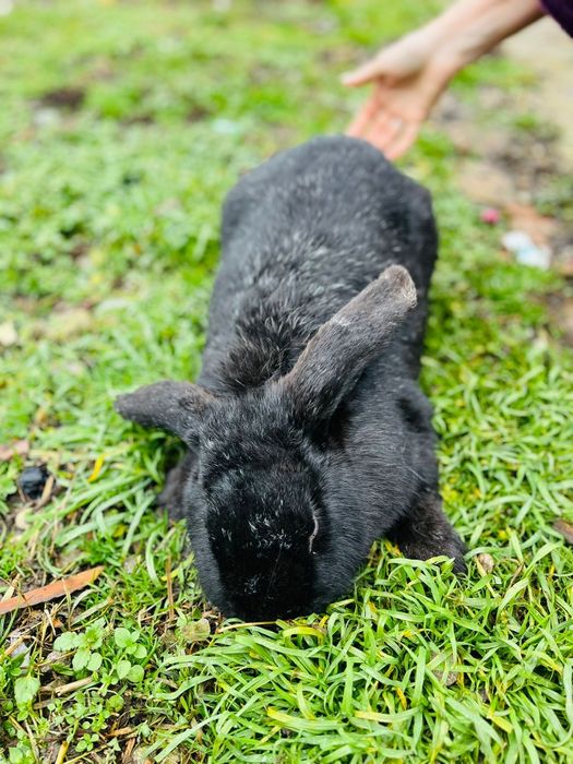 Suntem o fetiță si un baietel Berbec German Suntem frumoși și sănătoși