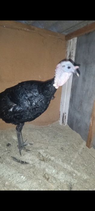 Индюк Продается Молодой