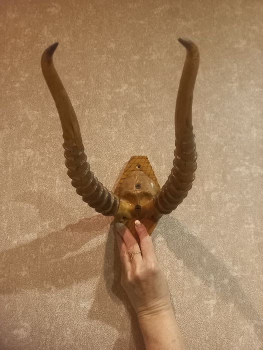 Продам рога сайгака