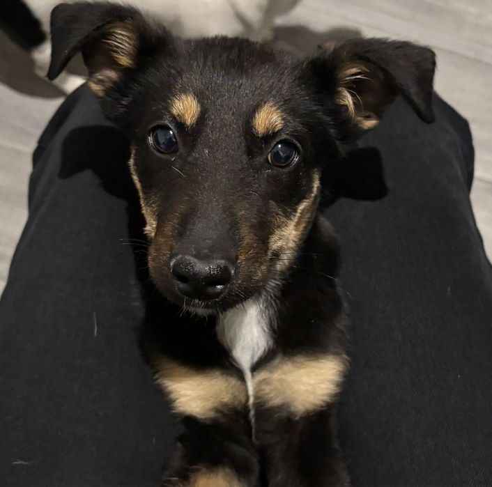 Малышка  ищет тёплый дом