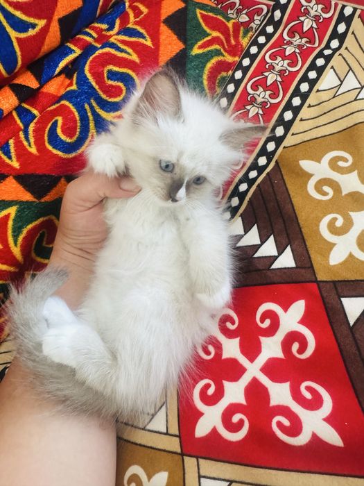 Продается котята Регдоллы. Мальчик и девочка 2 месячные