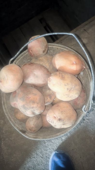 Домашний картофель