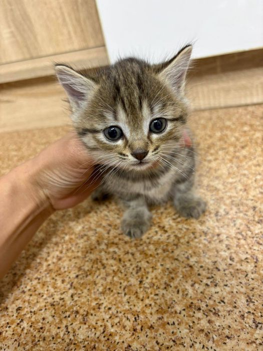 Отдам котенка девочку в добрые руки