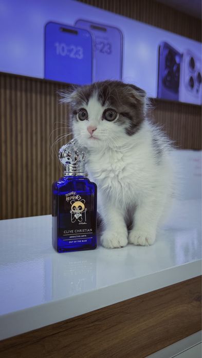 Котенок шотландский