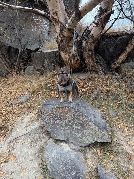 Вязка, Французкого Бульдога