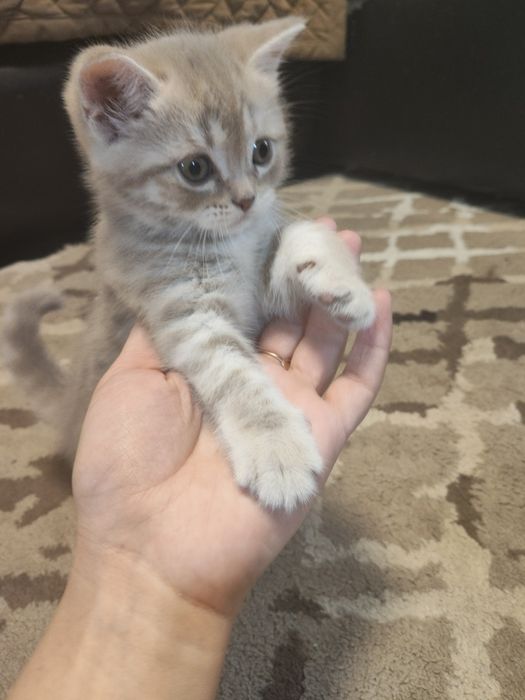 Котята британцы мальчики