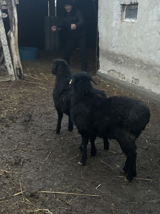 койлар сатылады кызылорда