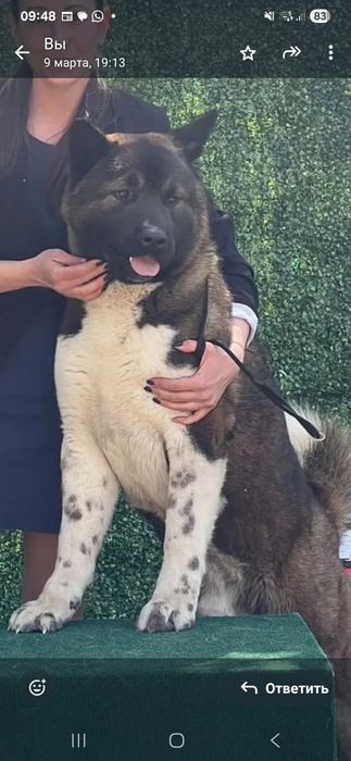 Щенки цены разные