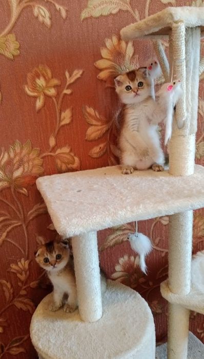Девочка золотая Шиншила Скоттиш фолд