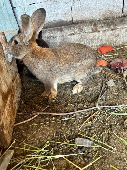 Продам Кроликов Срочно