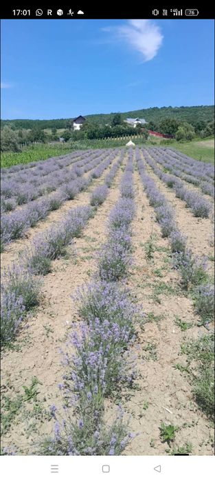 Tufe de lavanda anul 3