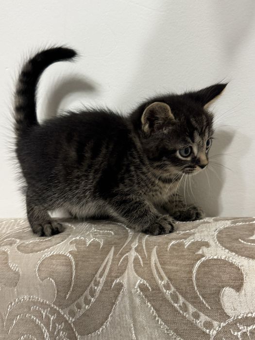 Котенок в добрые руки